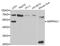Serpin Family C Member 1 antibody, A1574, ABclonal Technology, Western Blot image 