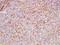 Cell Adhesion Molecule 2 antibody, orb2408, Biorbyt, Immunohistochemistry paraffin image 