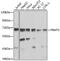 Protein Arginine Methyltransferase 5 antibody, MBS127522, MyBioSource, Western Blot image 