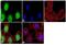 Serum Response Factor antibody, 720240, Invitrogen Antibodies, Immunofluorescence image 