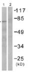 HSPA9 antibody, ab53098, Abcam, Western Blot image 