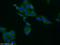 Ferritin Light Chain antibody, 10727-1-AP, Proteintech Group, Immunofluorescence image 