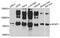 Actin Filament Associated Protein 1 antibody, MBS129387, MyBioSource, Western Blot image 