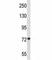 Mitofusin 1 antibody, F44449-0.4ML, NSJ Bioreagents, Western Blot image 