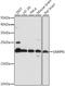 Small Nuclear Ribonucleoprotein Polypeptide N antibody, A15726, ABclonal Technology, Western Blot image 