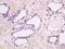 Male Germ Cell Associated Kinase antibody, orb185427, Biorbyt, Immunohistochemistry paraffin image 
