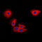 TIMP Metallopeptidase Inhibitor 2 antibody, LS-C352955, Lifespan Biosciences, Immunofluorescence image 