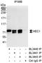 NDC80 Kinetochore Complex Component antibody, A300-770A, Bethyl Labs, Immunoprecipitation image 