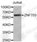 Zinc finger protein 703 antibody, A3512, ABclonal Technology, Western Blot image 