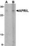 TNF Superfamily Member 13 antibody, 41000, QED Bioscience, Western Blot image 