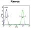 T Cell Immunoreceptor With Ig And ITIM Domains antibody, abx025802, Abbexa, Western Blot image 