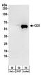 CD5 Molecule antibody, A304-347A, Bethyl Labs, Western Blot image 
