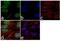 ELAV Like RNA Binding Protein 1 antibody, 39-0600, Invitrogen Antibodies, Immunofluorescence image 