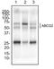 ATP Binding Cassette Subfamily G Member 2 (Junior Blood Group) antibody, NBP2-22124, Novus Biologicals, Western Blot image 
