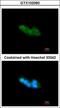 Mesencephalic Astrocyte Derived Neurotrophic Factor antibody, GTX102060, GeneTex, Immunofluorescence image 