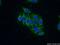 CAMP Responsive Element Binding Protein 3 antibody, 11275-1-AP, Proteintech Group, Immunofluorescence image 