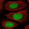 Developmental pluripotency-associated protein 2 antibody, HPA036134, Atlas Antibodies, Immunofluorescence image 