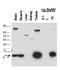 Malate Dehydrogenase 1 antibody, orb107658, Biorbyt, Western Blot image 
