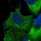 Core-Binding Factor Subunit Beta antibody, NBP1-87300, Novus Biologicals, Immunofluorescence image 