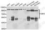 Ubiquitin Like Modifier Activating Enzyme 3 antibody, A7504, ABclonal Technology, Western Blot image 