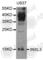 Insulin Like 3 antibody, A5728, ABclonal Technology, Western Blot image 