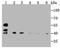 SET And MYND Domain Containing 3 antibody, NBP2-75668, Novus Biologicals, Western Blot image 