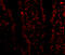 Lysine Demethylase 1A antibody, 3763, ProSci, Immunofluorescence image 
