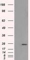 3-hydroxyacyl-CoA dehydrogenase type-2 antibody, MA5-25002, Invitrogen Antibodies, Western Blot image 