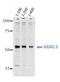 Histone Deacetylase 3 antibody, MA5-18069, Invitrogen Antibodies, Western Blot image 