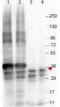 Growth Differentiation Factor 15 antibody, GTX48497, GeneTex, Western Blot image 