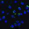 Autophagy And Beclin 1 Regulator 1 antibody, A03799, Boster Biological Technology, Immunofluorescence image 