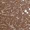 Ro60, Y RNA Binding Protein antibody, NBP1-86998, Novus Biologicals, Immunohistochemistry frozen image 
