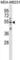 HtrA Serine Peptidase 4 antibody, abx031299, Abbexa, Western Blot image 