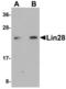 Lin-28 Homolog A antibody, LS-B5073, Lifespan Biosciences, Western Blot image 