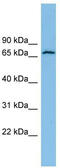 Glutamate Dehydrogenase 2 antibody, TA334427, Origene, Western Blot image 