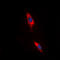 Adenosine receptor A3 antibody, LS-C358897, Lifespan Biosciences, Immunofluorescence image 