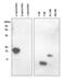 Non-A beta component of AD amyloid antibody, ALX-804-656-R100, Enzo Life Sciences, Western Blot image 