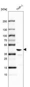 Muscleblind Like Splicing Regulator 1 antibody, NBP2-55165, Novus Biologicals, Western Blot image 