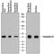 SH3 Domain Containing GRB2 Like 2, Endophilin A1 antibody, AF8006, R&D Systems, Western Blot image 