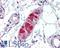 ATP Binding Cassette Subfamily A Member 1 antibody, LS-B3038, Lifespan Biosciences, Immunohistochemistry frozen image 