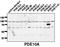 Phosphodiesterase 10A antibody, AP00661SU-N, Origene, Western Blot image 