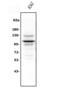 Ubiquitin Specific Peptidase 15 antibody, A03057-1, Boster Biological Technology, Western Blot image 