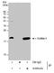 Cofilin 1 antibody, MA5-27737, Invitrogen Antibodies, Immunoprecipitation image 