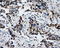 ATP Synthase F1 Subunit Beta antibody, LS-C114905, Lifespan Biosciences, Immunohistochemistry frozen image 