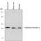 Glutathione Peroxidase 4 antibody, MAB5457, R&D Systems, Western Blot image 