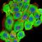 Ribosomal Protein S6 Kinase A2 antibody, NBP2-52555, Novus Biologicals, Immunofluorescence image 