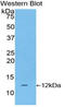  antibody, LS-C293331, Lifespan Biosciences, Western Blot image 