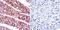 ADP Ribosylation Factor 6 antibody, PA1-093, Invitrogen Antibodies, Immunohistochemistry paraffin image 