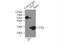 Triosephosphate Isomerase 1 antibody, 10713-1-AP, Proteintech Group, Immunoprecipitation image 