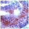 Thyroid Hormone Receptor Alpha antibody, PA1-21134, Invitrogen Antibodies, Immunohistochemistry frozen image 